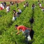 Leket – The Power of Giving Leket – The Power of Giving